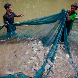 Fish farmers harvest genetically improved farmed tilapia. Photo: Shandy Santos
