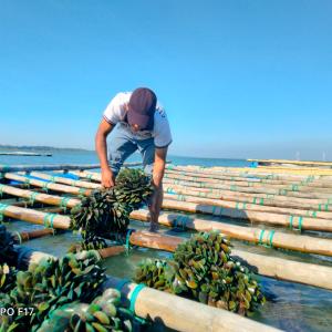Harvested green mussel at IMTA research site at Moheskhali channel
