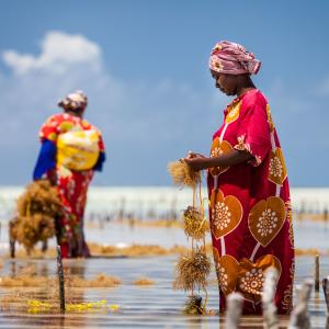 Harvesting seaweed in Jambiani
