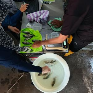 Researchers conduct digestibility experiments at Universiti Sains Malaysia in Penang to evaluate the nutritional value of locally sourced feed ingredients.