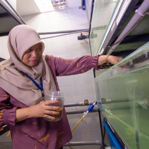 Nurulhuda Ahmad Fatan carries out fish growth experiments to test the aquatic feeds that she formulated and produced. Photo by Sam Sh’ng Sh’ng.