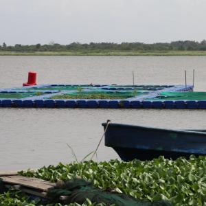Water hyacinth menace at Orisha Farms, operated by Chukwuma Daniel, in Badagry, Lagos State, Nigeria