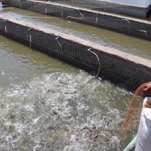 A worker feeds the Abbassa strain Nile tilapia reared in WorldFish's in-pond raceway system (IPRS) in Abbassa, Egypt. Photo by WorldFish.