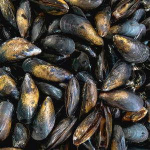 mussels