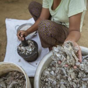 Cambodians have been consuming Prahoc for generations and it serves as a key source of protein and essential nutrients in their diet. Photo: Fani Llauradó