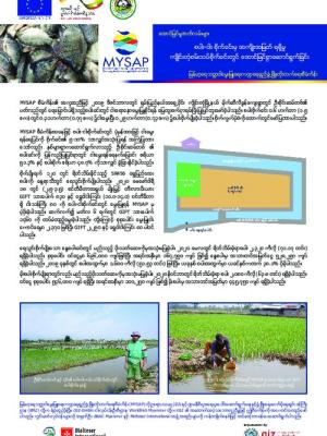 Pilot rice-fish plot in Kengtung proves profitable - Myanmar language version