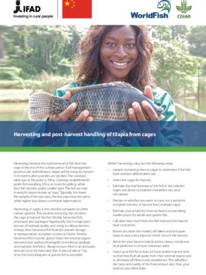 Harvesting and post-harvest handling of tilapia from cage