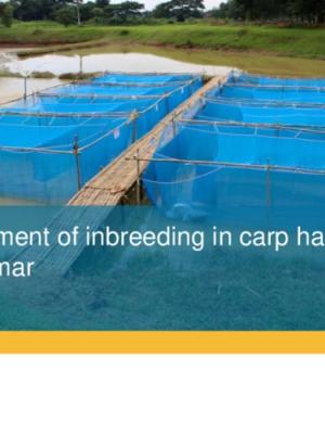 Management of inbreeding in carp hatcheries in Myanmar