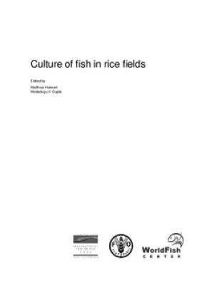Culture of fish in rice fields