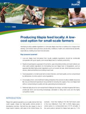 Producing tilapia feed locally: a low-cost option from small-scale farmers