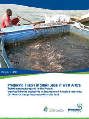 Producing tilapia in small cage in West Africa