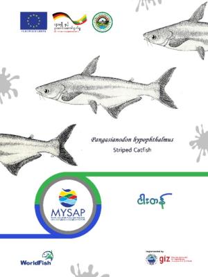 FAO Aquaculture Fact Sheet for Pangasianodon hypophthalmus striped catfish (Burmese version)