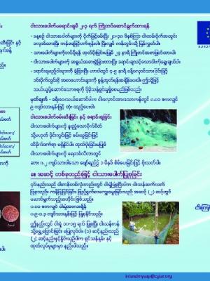 Pond nursing of carp fish species (Burmese version)