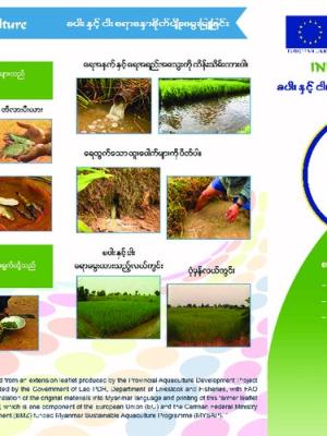 Rice-fish culture (Burmese version)