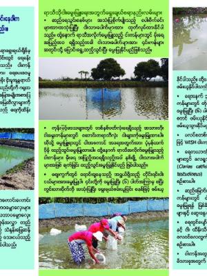 Climate change and options for shortened fish culture seasons (Burmese version)