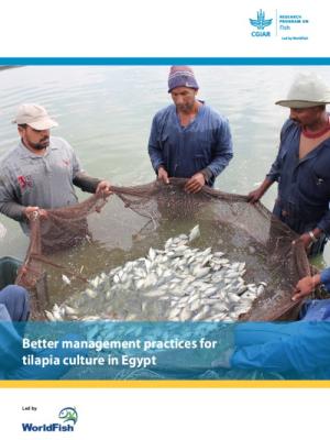 Better management practices for tilapia culture in Egypt