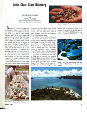 Palau giant clam hatchery