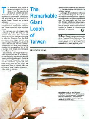 The remarkable giant loach of Taiwan