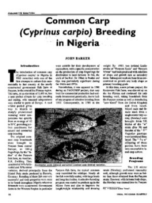 Common carp (Cyprinus carpio) breeding in Nigeria