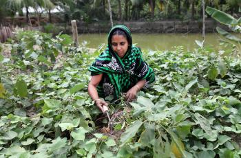 A woman in her integrate aquaculture-agriculture homestead pond system in Bangladesh. Photo by M. Yousuf Tushar.  