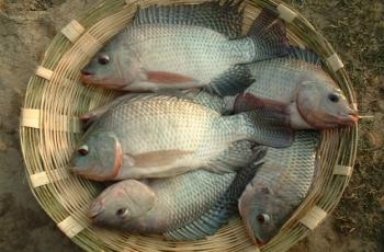 Gift Tilapia