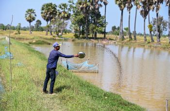 A farmer casts fish feed into a pond in Siem Reap, Cambodia. Photo by Neil Palmer. 
