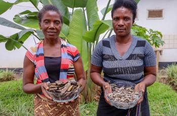 Fish farmers Agnes and Acinta pose with dried fish from their ponds in Luwingu, Zambia. Photo by Doina Huso.