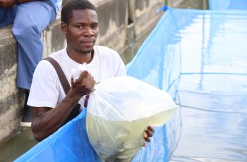 Tilapia fingerlings being brought at the NARDC aquaculture ponds in Kitwe, Zambia. Photo by Doina Huso.