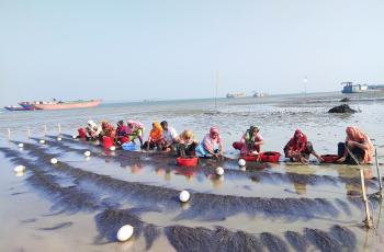 Seaweed harvesting by fishers in Bangladesh