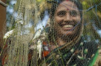 Shyamol a female fish farmer is harvesting Mola fish for food by net at her pond. Photo by WorldFish.