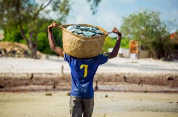 fish is transported for packaging before being transported to markets. Photo by Festo Lumwe