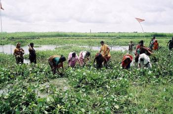 A group of women working together to cultivate fish and vegetables in a community-based fisheries management in Bangladesh. Photo by CBFM-Fem Com Bangladesh. 