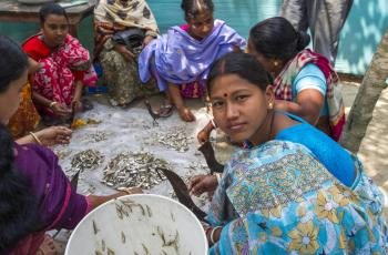 Women dry small fish in Bangladesh to extend their shelf life. Photo by Finn Thilsted.