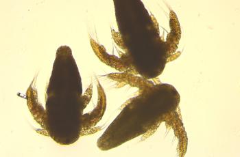 Artemia Nauplii