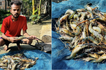 A promising farmer in front of his harvest of prawn. Photo by Kashyap Borah, WorldFish.