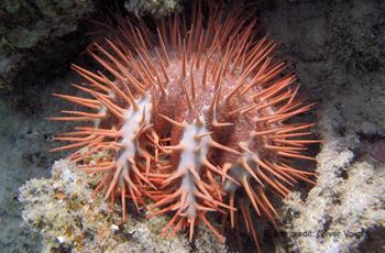 WorldFish’s Dr. John Benzie received recognition for his groundbreaking genetic studies on crown-of-thorns seastars in the 1990s and early 2000s. Photo by Oliver Voigt