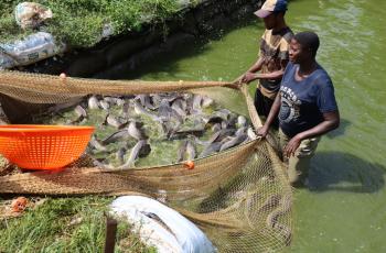 Farmed Catfish in Nigeria