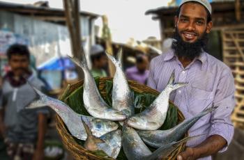 hilsa, bangladesh most iconic fish, sustainable small scale fisheries 