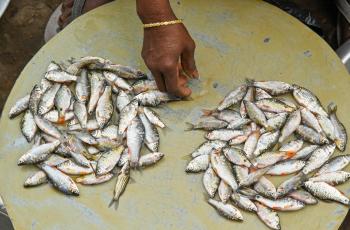 Advancing Nutrition-Sensitive Aquaculture: Building capacity for mass seed production of small Indigenous fish species. Photo by Sourabh Kumar Dubey, WorldFish.