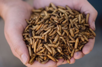 Dried black soldier fly larvae. Photo courtesy of EnviroFlight.