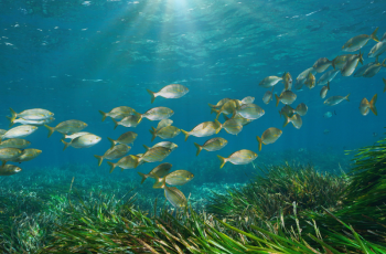 According to a new study published in Cybium, FishBase is one of the most cited sources in the history of scientific research. Photo by Damocean/Getty Images.