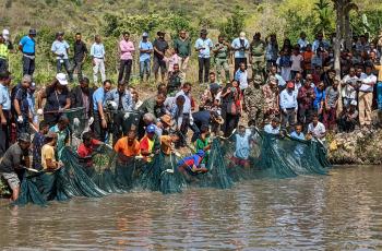 GIFT harvest in Timor-Leste