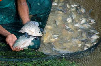Genetically improved farmed tilapia (GIFT) in Jitra, Malaysia. Photo by WorldFish.