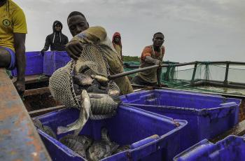 With its abundant water resources, Nigeria can leverage its fisheries and aquaculture sector to significantly improve nutrition in their diet, particularly in sub-Saharan Africa. Photo: D. Oguntade