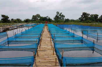 PAL Tilapia Hatchery. Photo by Premium Aquaculture Limited