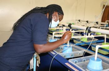 WorldFish scientist conducting a physical inspection of eggs in the hatchery at NARDC in Kitwe, Zambia