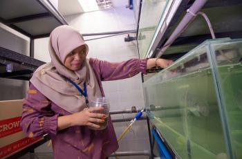 Nurulhuda Ahmad Fatan carries out fish growth experiments to test the aquatic feeds that she formulated and produced. Photo by Sam Sh’ng Sh’ng.