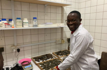 Philip Kwasi Banini in the lab with sampled shrimps along the 570 km coast of Ghana for molecular work for his M.Phil. Aquaculture at the Marine and Fisheries Sciences Department, University of Ghana, Legon. Photo by Mabel Ackah.