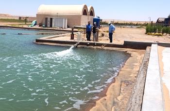 WorldFish visit under F2R-CWANA, to an Integrated Agriculture-Aquaculture (IAA) farm in Wadi Moghra, Marsa Matrouh governorate, Egypt. Photo by Ahmed Nasr-Allah, Country Representative, WorldFish – Egypt.