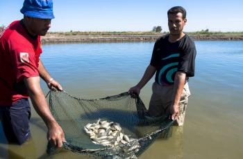 Hatchery workers harvest Abbassa nile tilapia from a hatchery in Egypt. Photo by Heba El-Begawi, WorldFish.